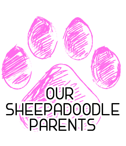 Our Sheepadoodle Parents
