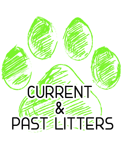 Current and Past Litters