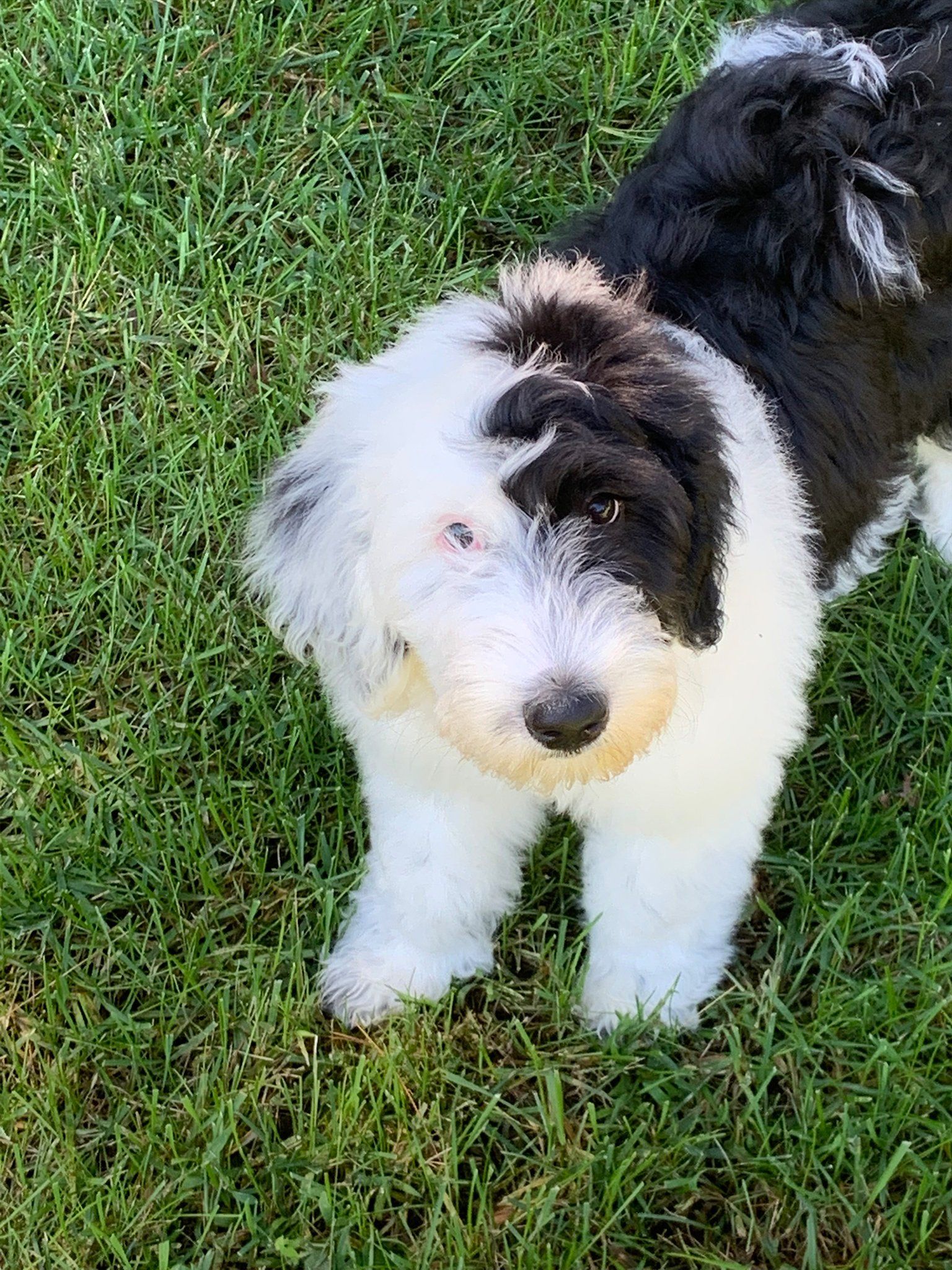 Sheepadoodle Puppies | Concord, NC | Sheepadoodles NC