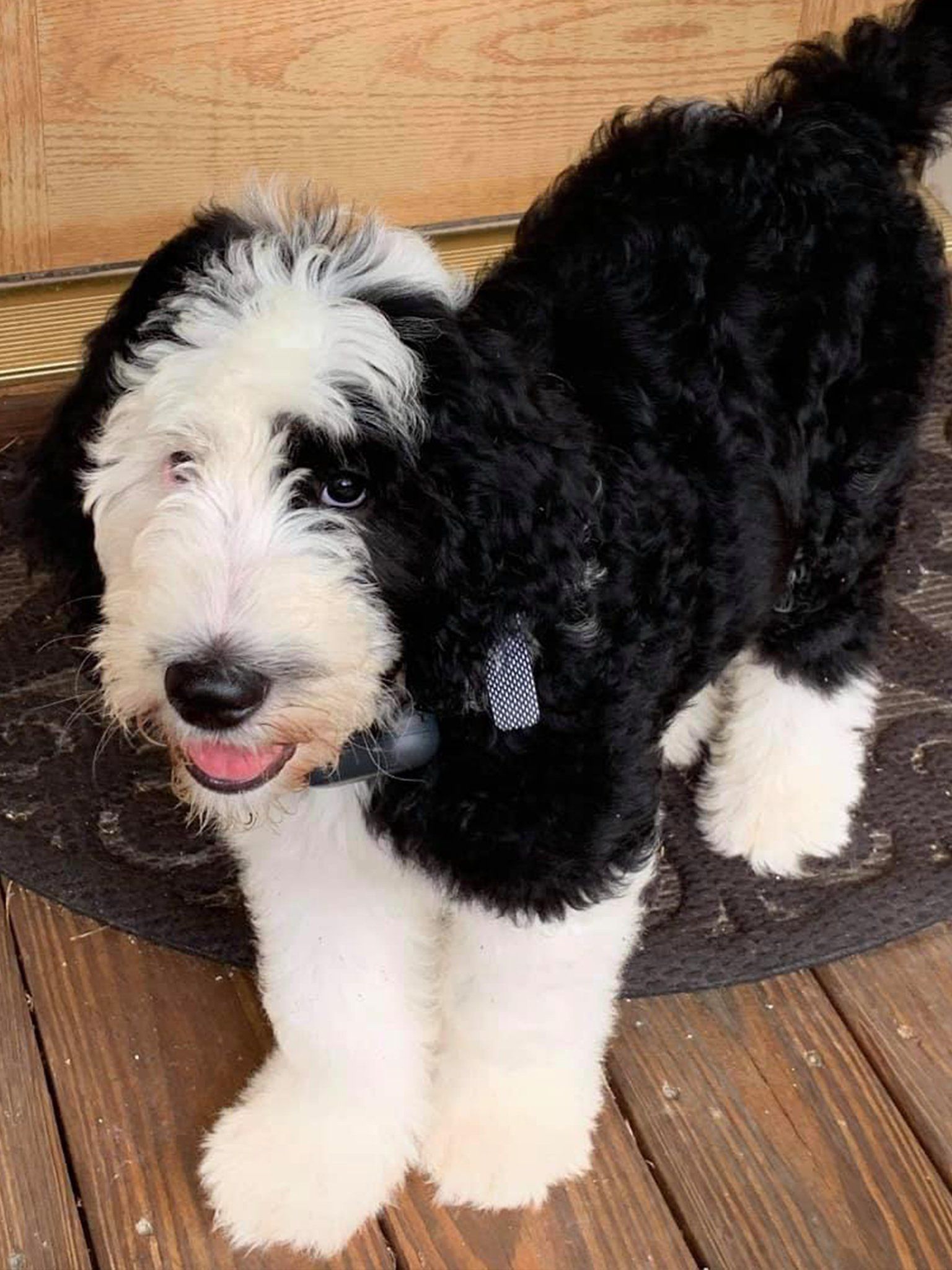 Sheepadoodle Puppies | Concord, NC | Sheepadoodles NC