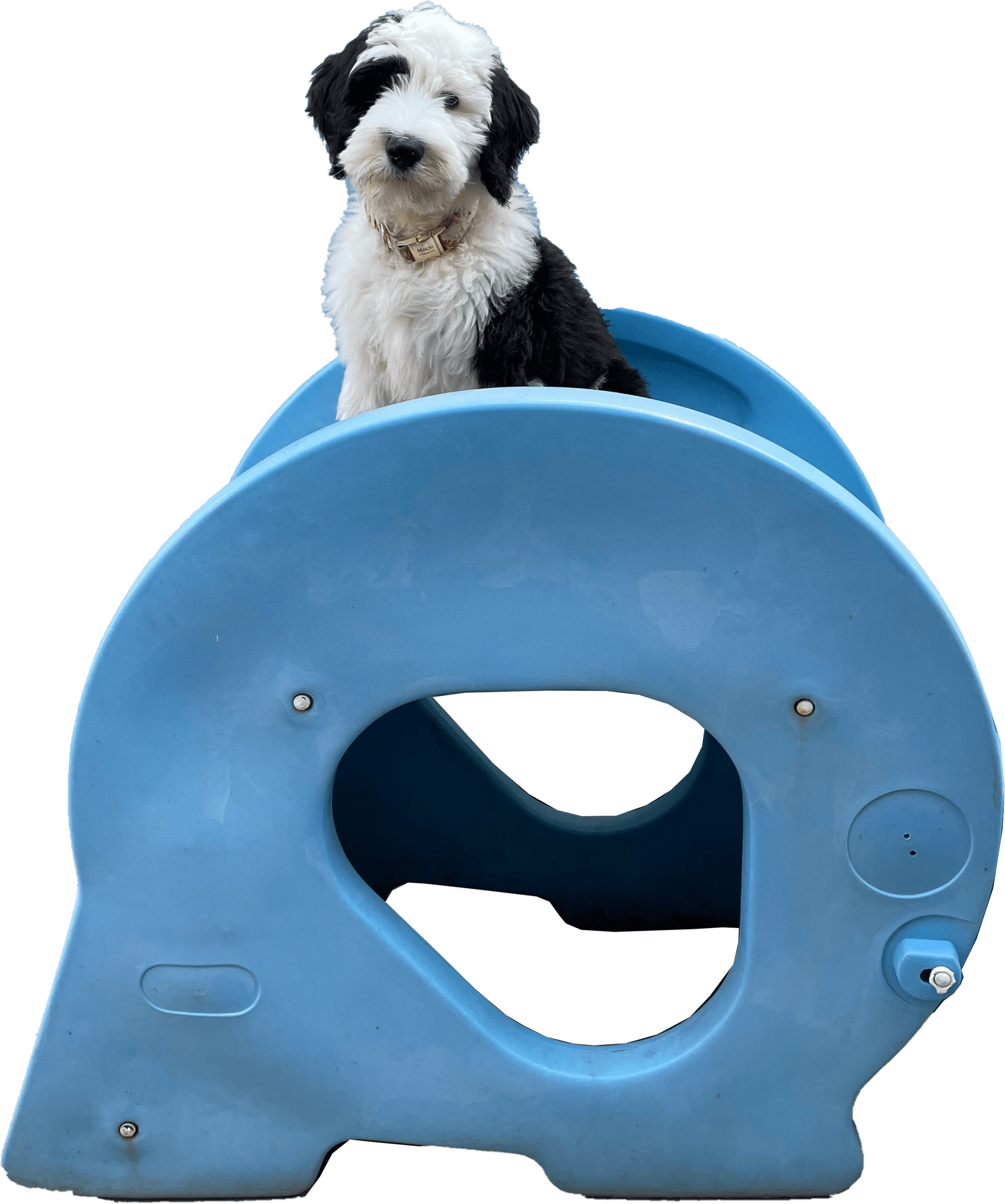 Dog in a slide