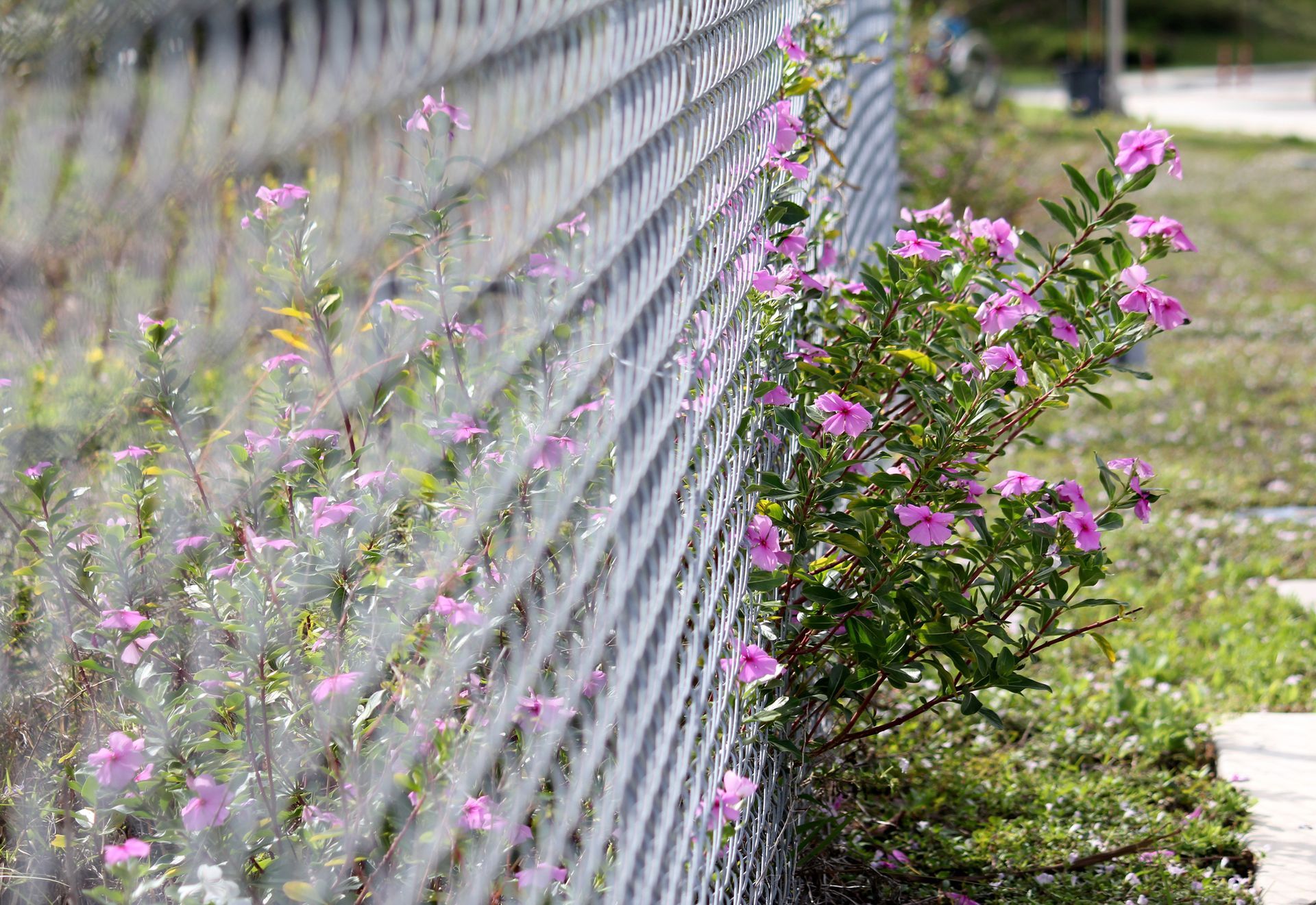 Purple flowers are growing on the side of a chain link fence.