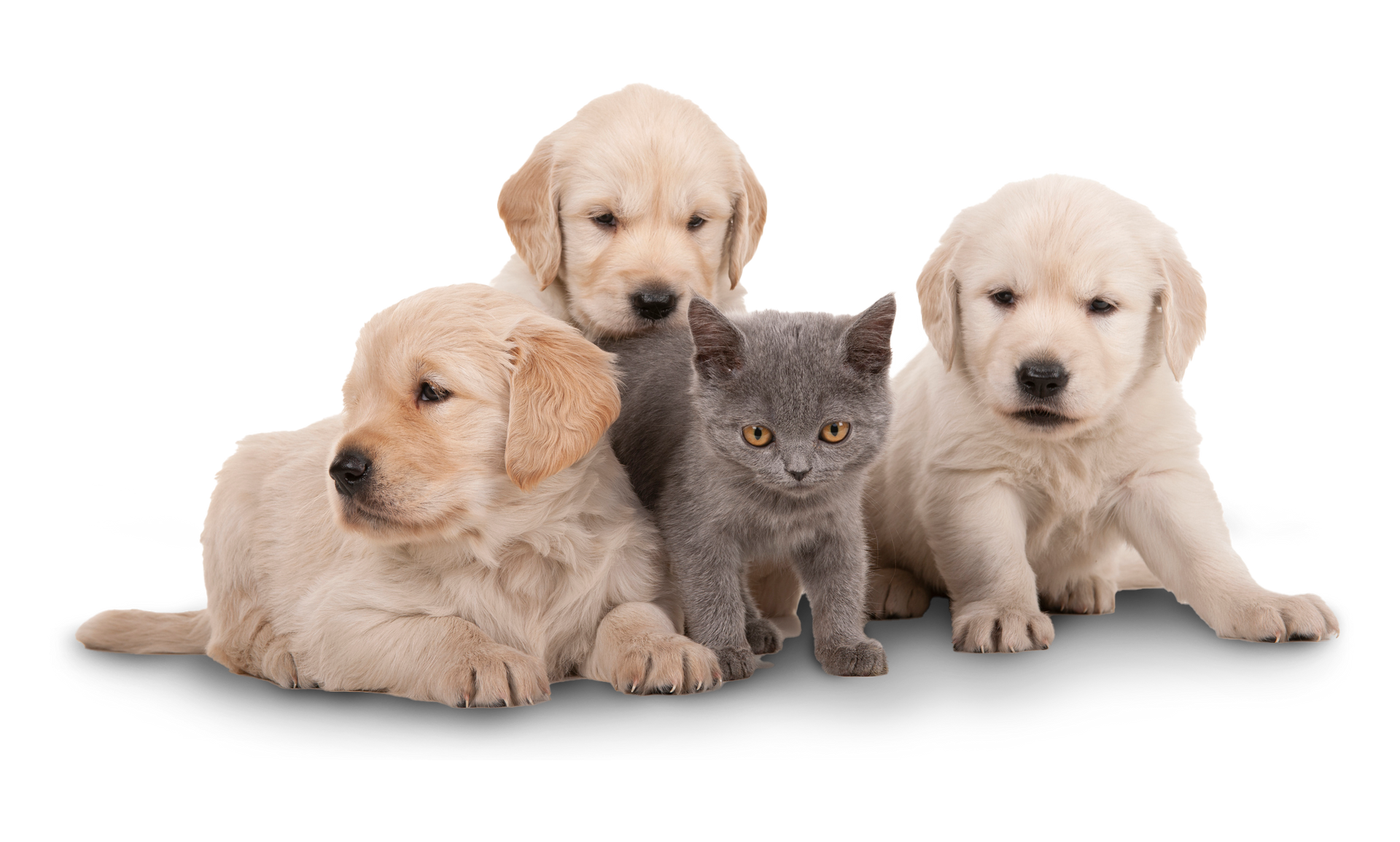 Puppies and a Kitten — Para Hills, SA — Para Hills Veterinary Clinic