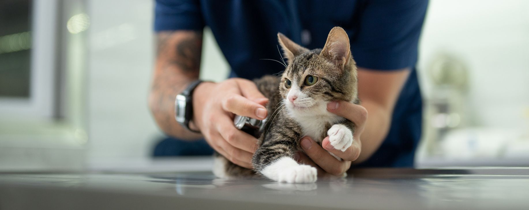 Check-Ups & General Vet Care — Para Hills, SA — Para Hills Veterinary Clinic