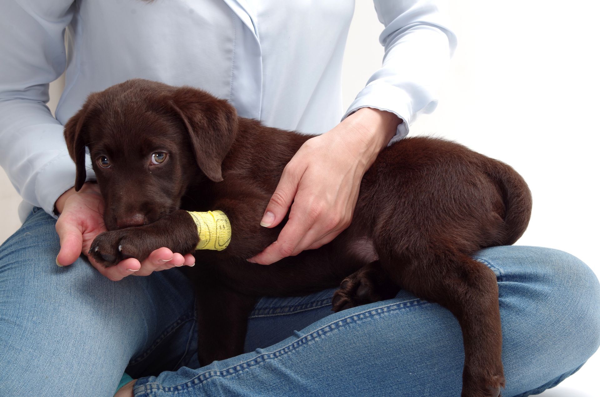 Injured Dog on Doctor's Lap — Para Hills, SA — Para Hills Veterinary Clinic