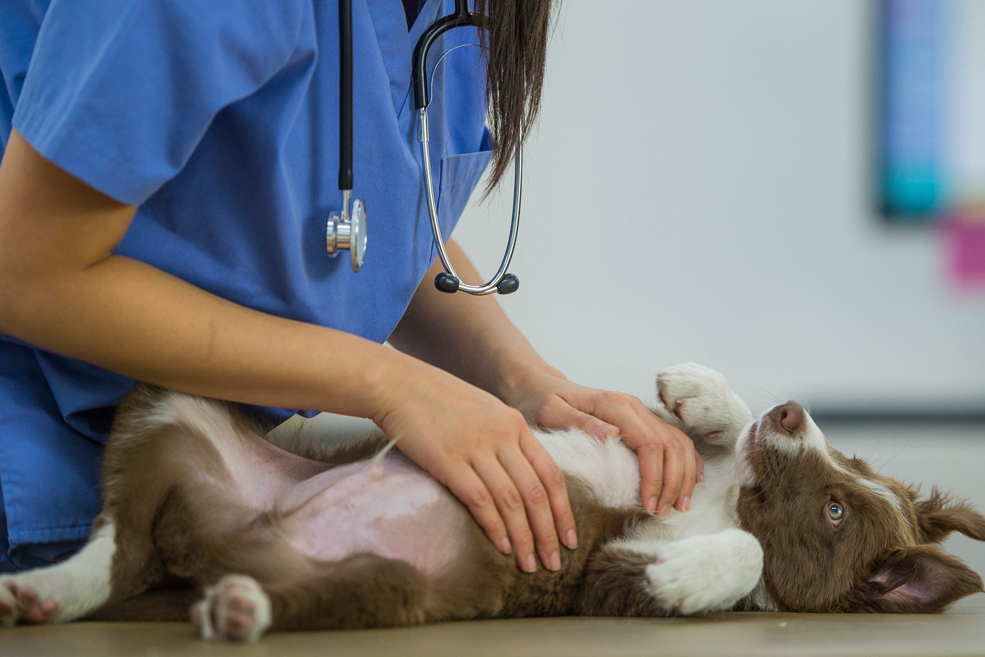 Veterinary Massage — Para Hills, SA — Para Hills Veterinary Clinic