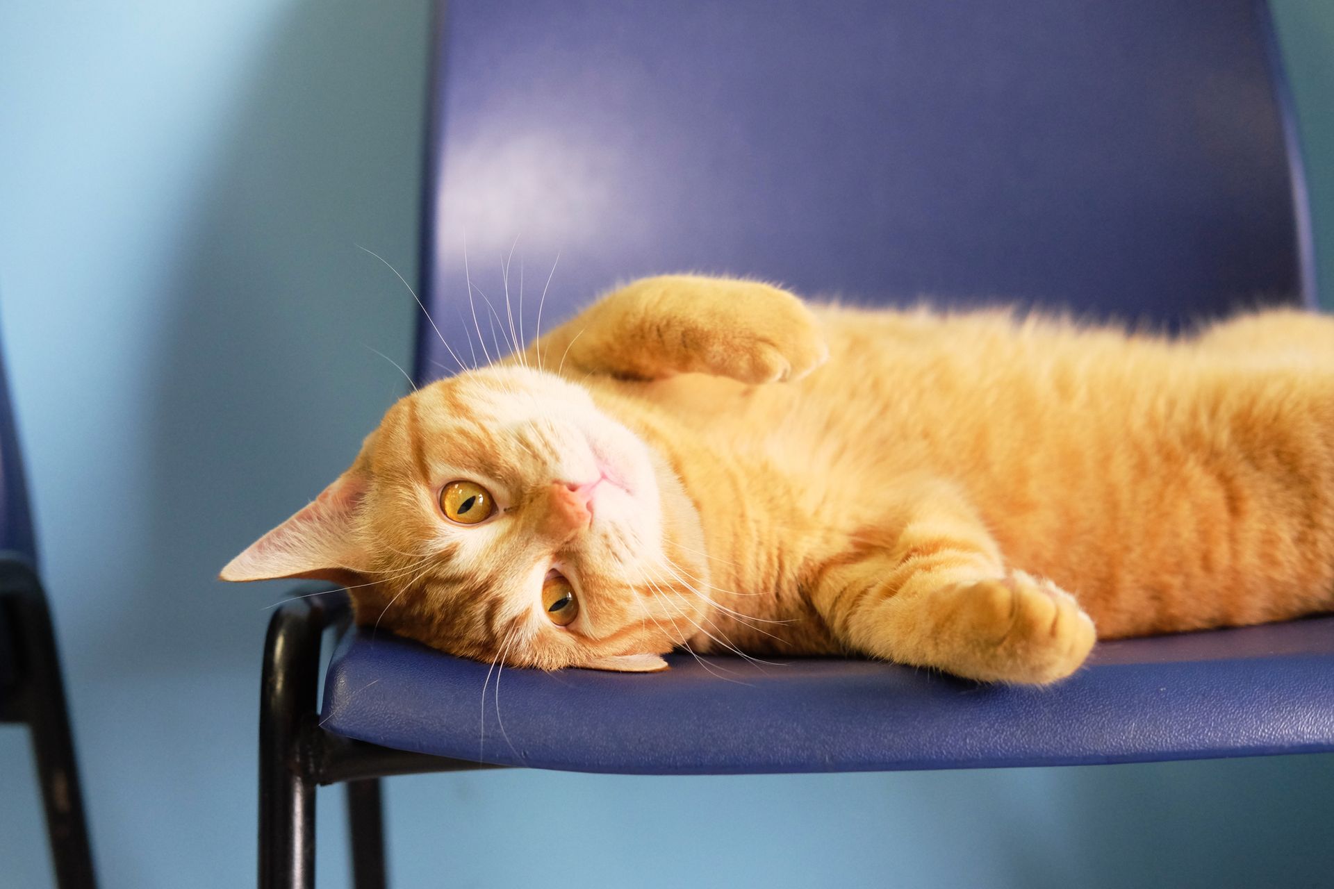 Cat Lying on a Chair — Para Hills, SA — Para Hills Veterinary Clinic