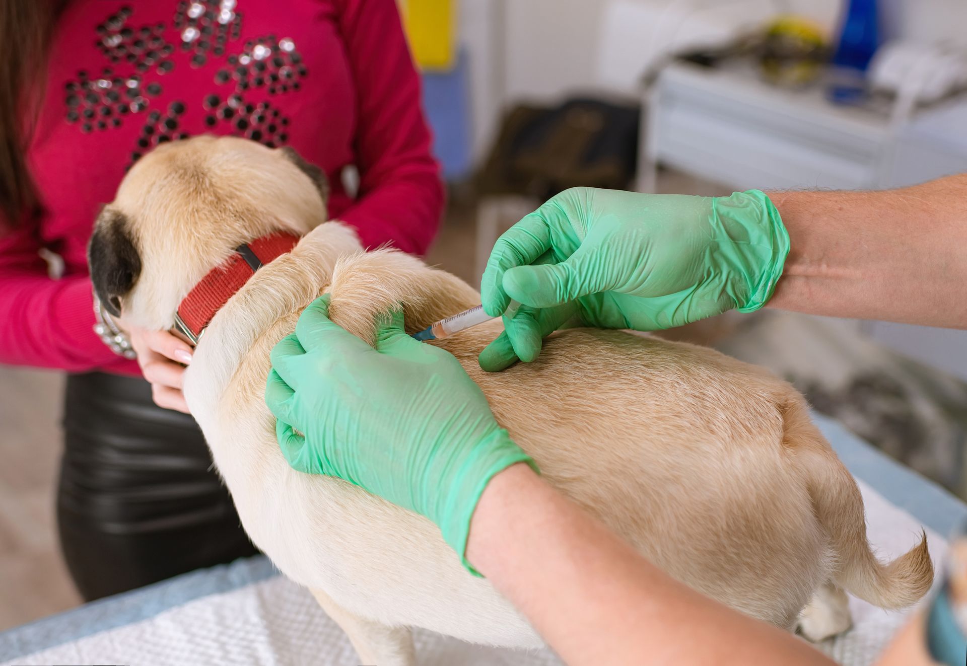 Dog Vaccination — Para Hills, SA — Para Hills Veterinary Clinic