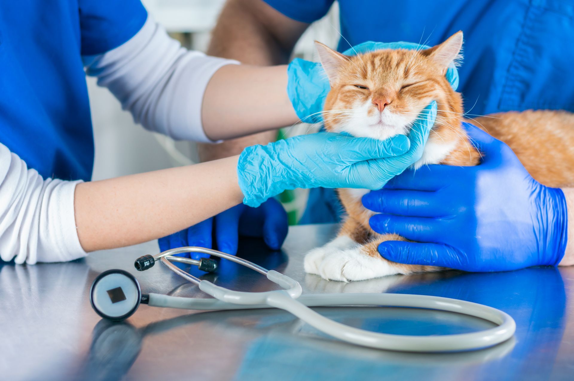 Vet operating room with cat on table | Veterinary surgery | Salisbury SA