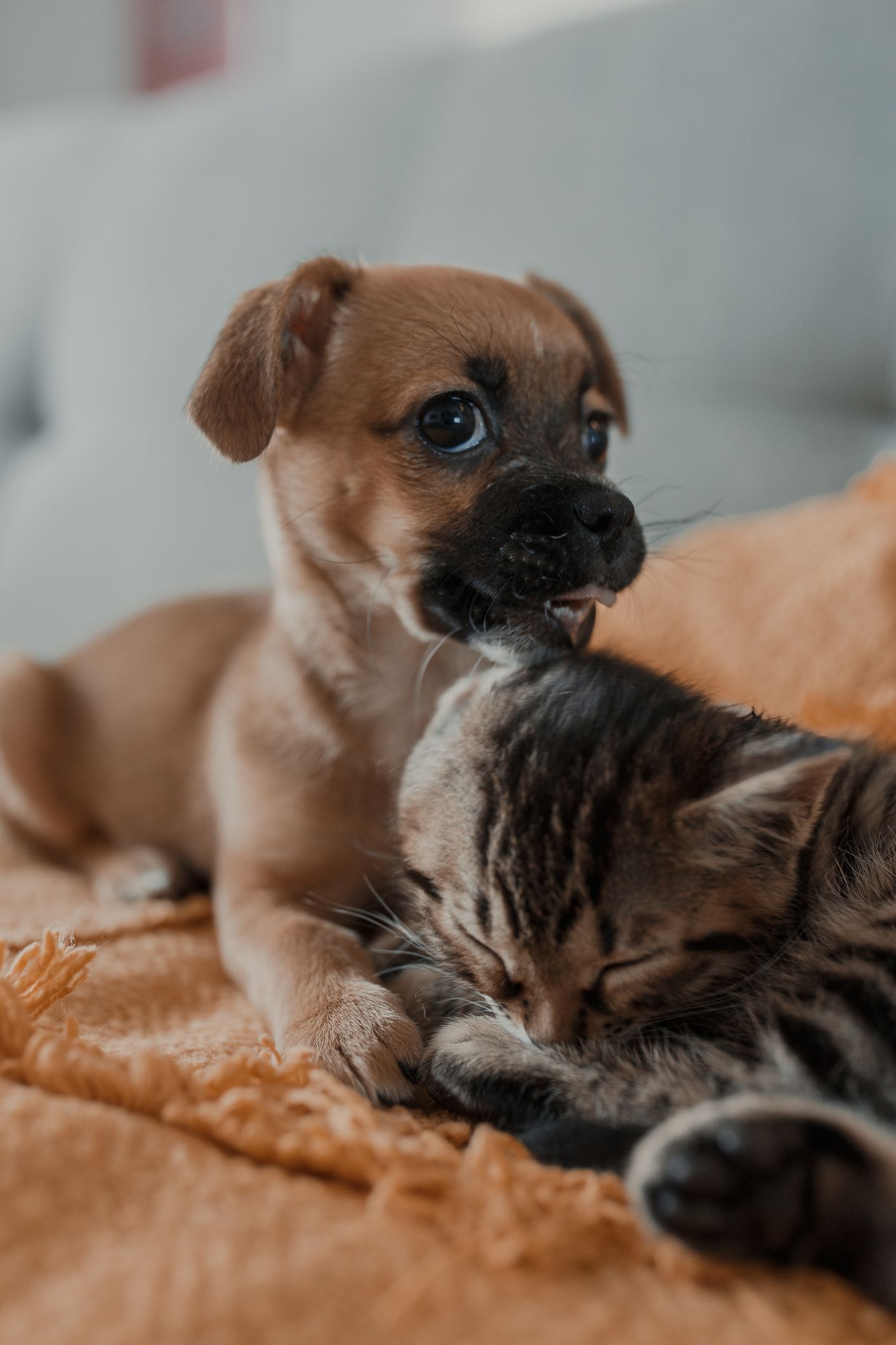 Puppy & Kitten — Para Hills, SA — Para Hills Veterinary Clinic