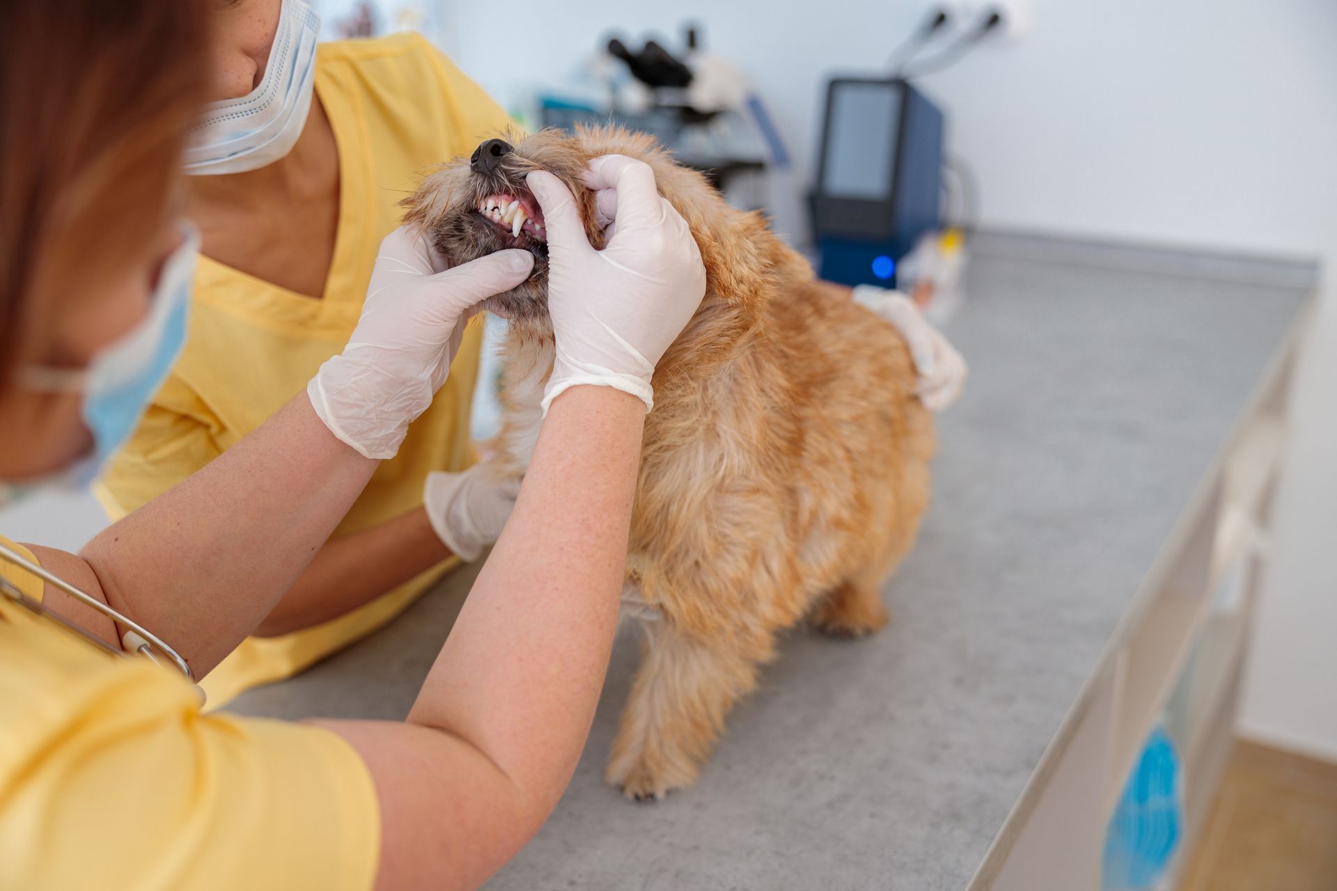 Dog Having a Check-Up — Para Hills, SA — Para Hills Veterinary Clinic