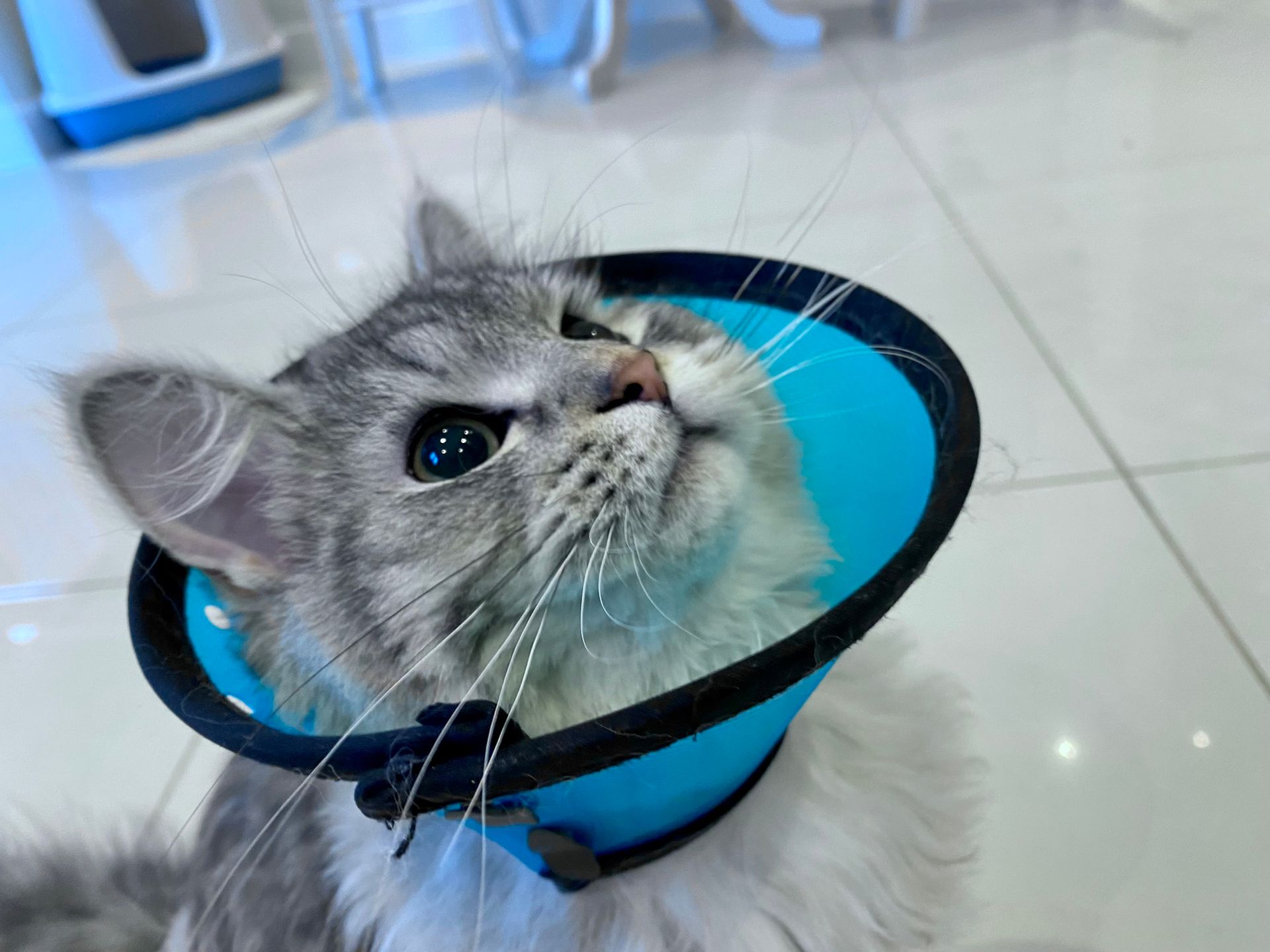 Cat with Protective Collar — Para Hills, SA — Para Hills Veterinary Clinic