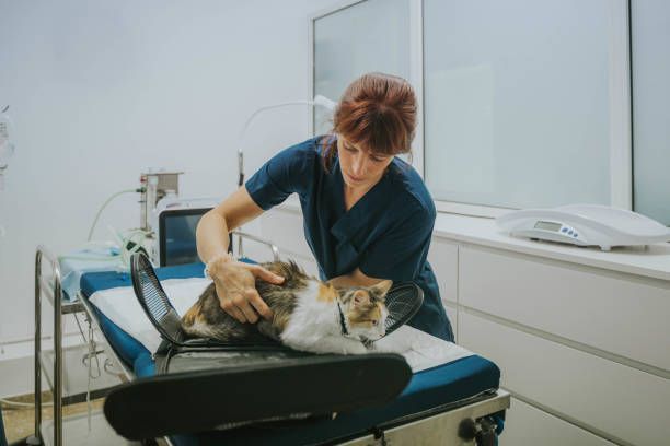 A vet checks a cat in a hospital, offering care and attention in a veterinary surgery setting.