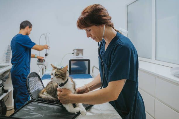 A vet checks a cat's health, demonstrating care and professionalism in a veterinary surgery setting.