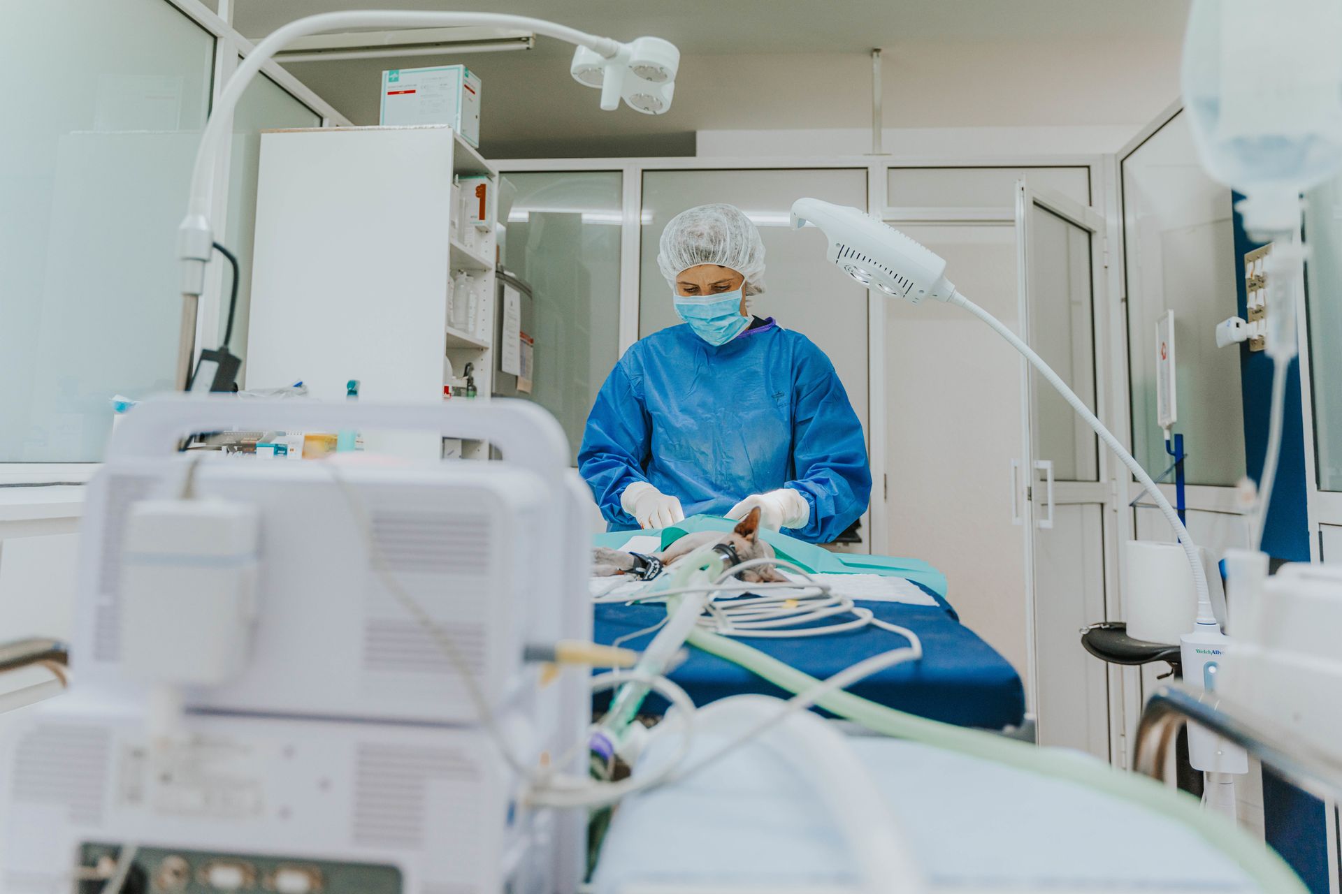 Veterinary surgery being performed by a veterinarian on a pet in a clean, modern operating room.