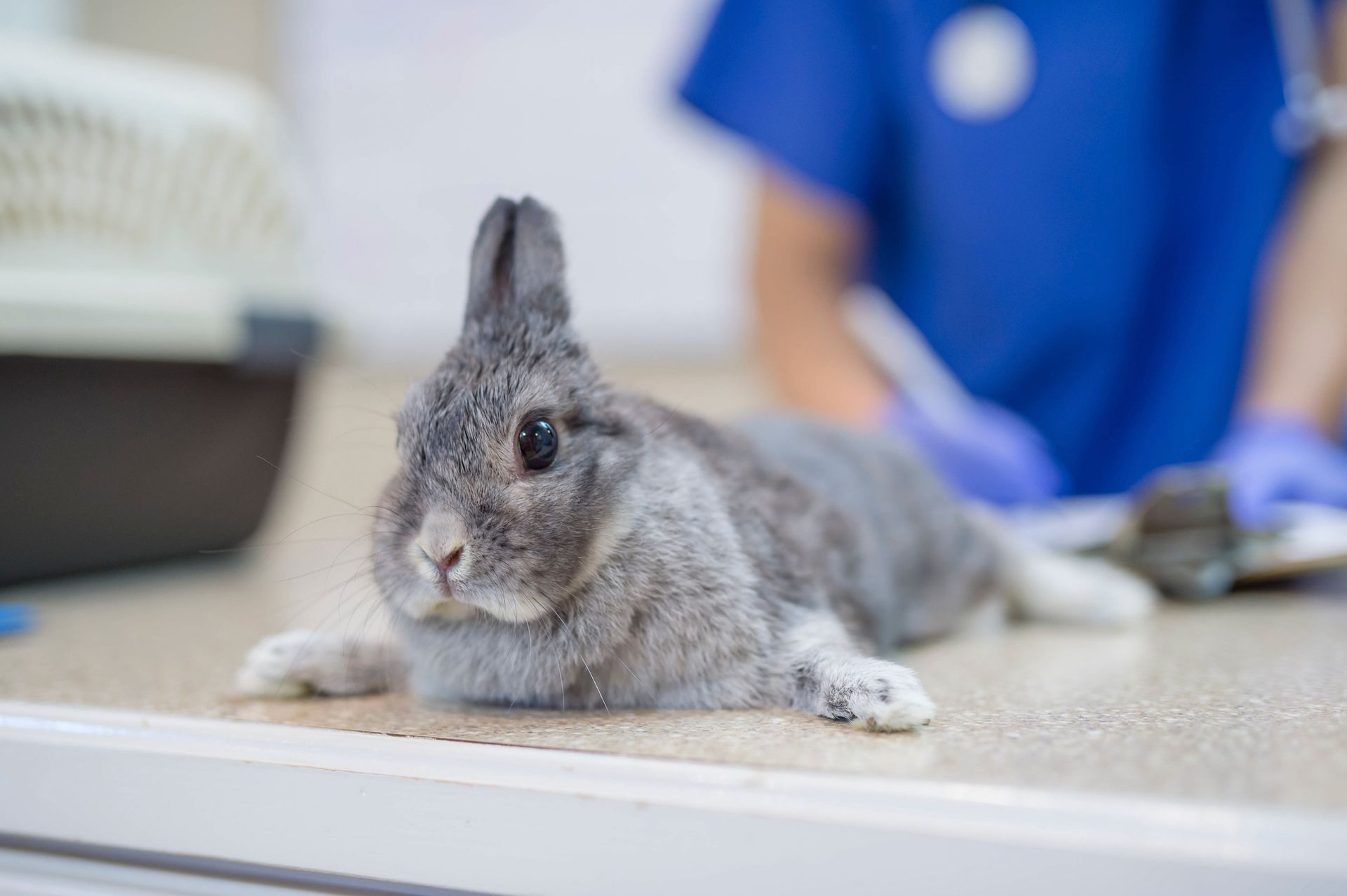Rabbit in Vet Clinic — Para Hills, SA — Para Hills Veterinary Clinic