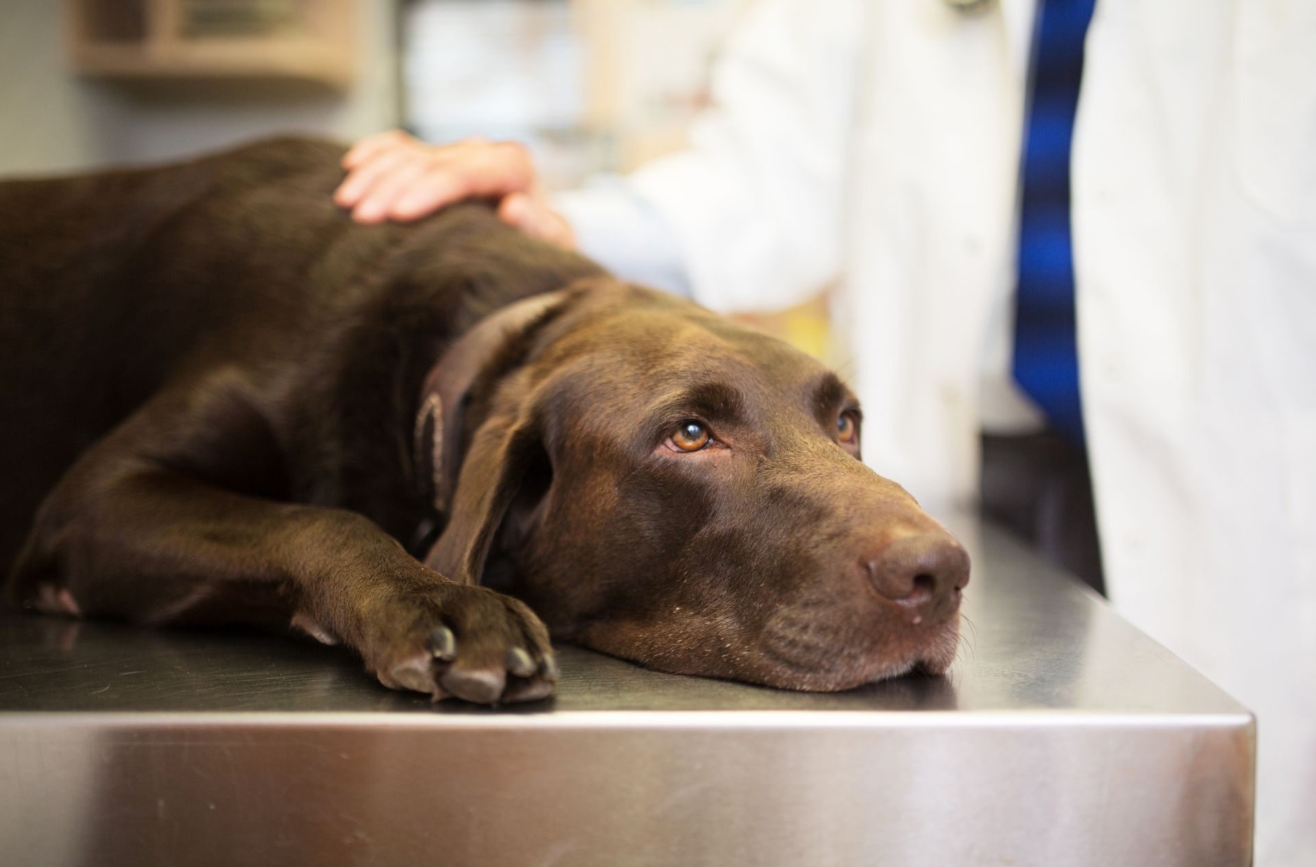 Senior Dog — Para Hills, SA — Para Hills Veterinary Clinic