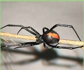 spider in a tree branch