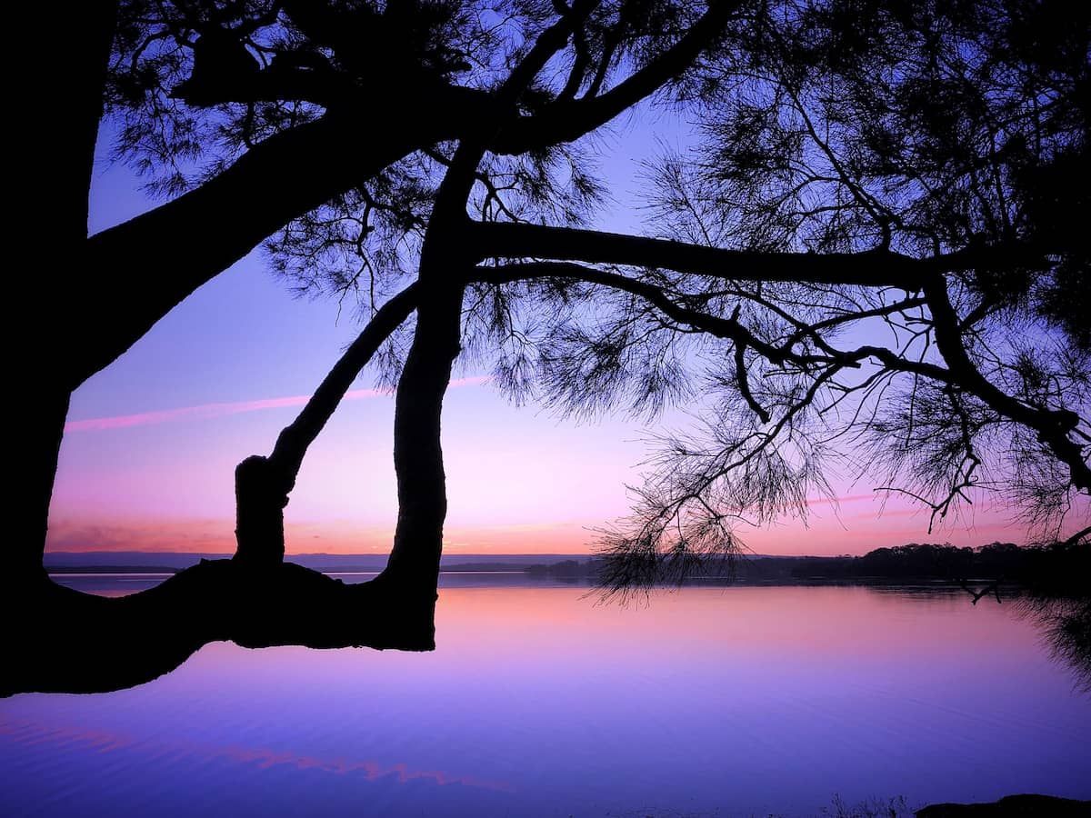Silhouetted Tree Branches Over a Calm Lake at Sunset — BVN Landscape & Steel Supplies in Sanctuary Point, NSW