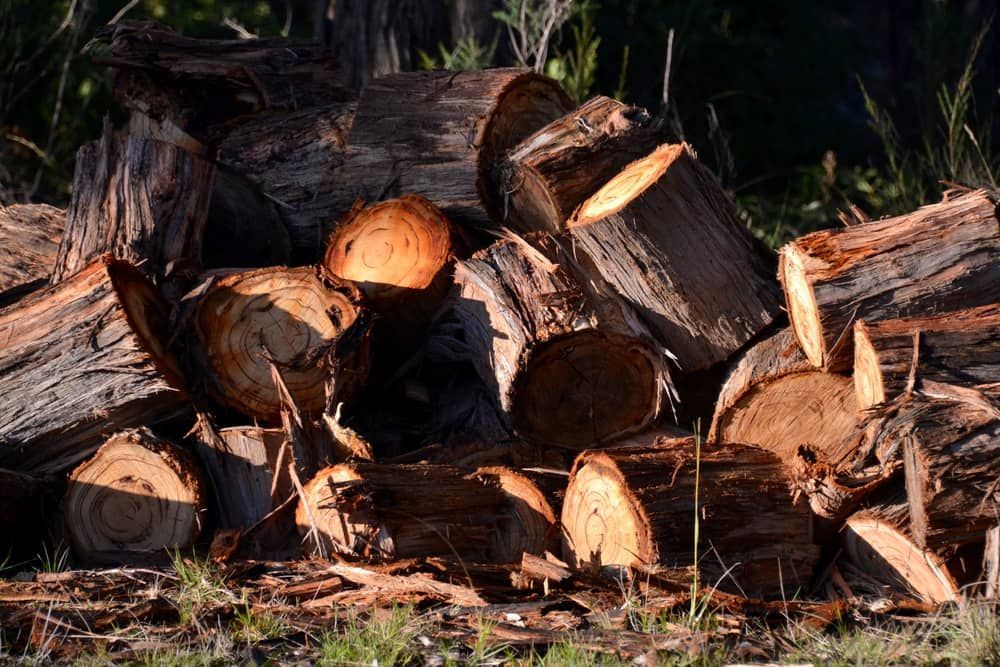 Stacked Cut Logs in Sunlight on the Ground Outdoors — BVN Landscape & Steel Supplies in Vincentia, NSW
