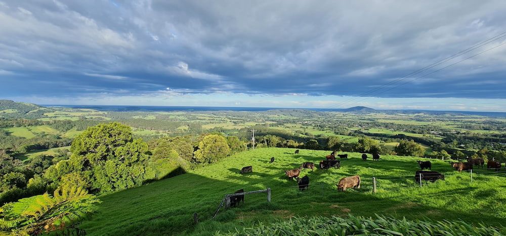 Cows Graze on a Green Hillside With a Valley and Cloudy Sky — BVN Landscape & Steel Supplies in Berry, NSW