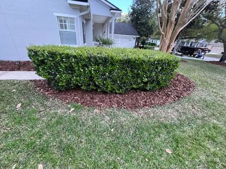 Trimmed green hedge sits in a mulched bed