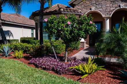 Trimmed green hedge sits in a mulched bed Trimmed green hedge sits in a mulched bed