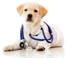 visite veterinarie, visite veterinarie di routine, visite specialistiche