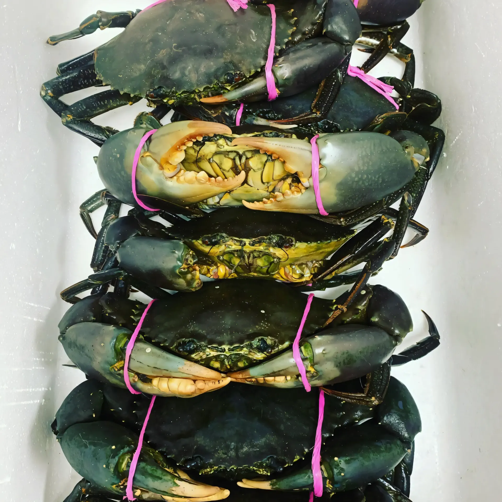 A bunch of crabs tied together with pink string — Noosaville Fish Market In Tewantin, QLD