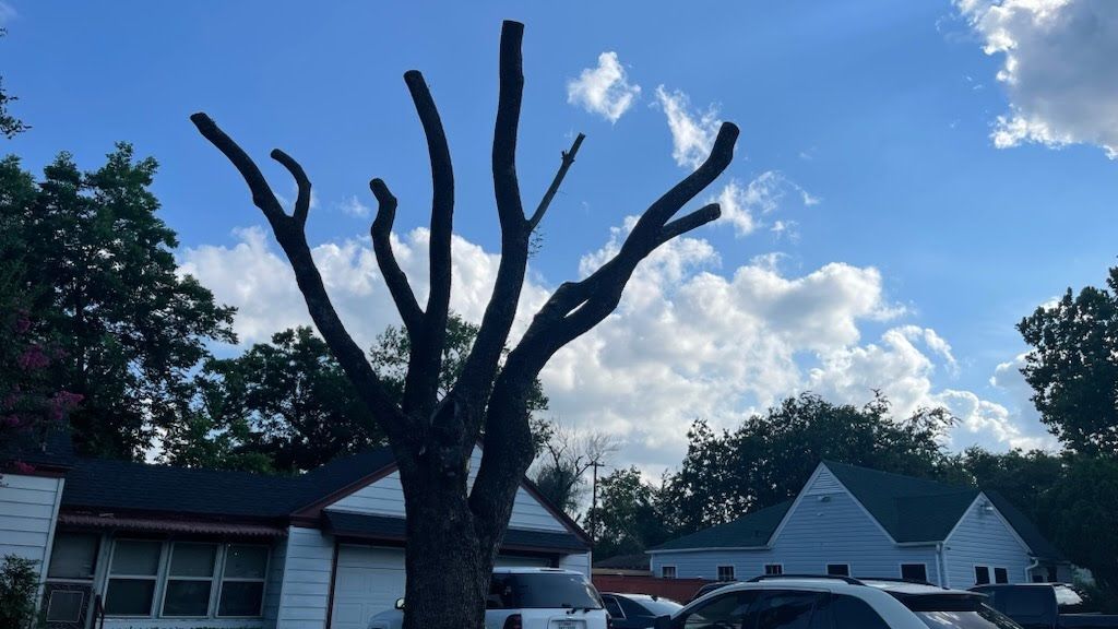 A tree with a lot of branches is in front of a house