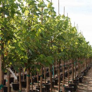 Autumn Fantasy Maple