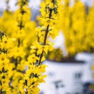 Forsythia Show Off