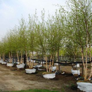 Heritage Clump Birch