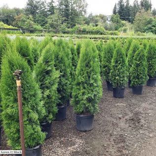 Thuja Emerald Green
