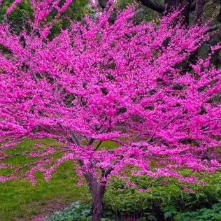 Lavender Twist Rebud