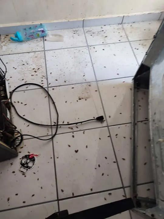 GRUPO ZARGO FUMIGACIONES