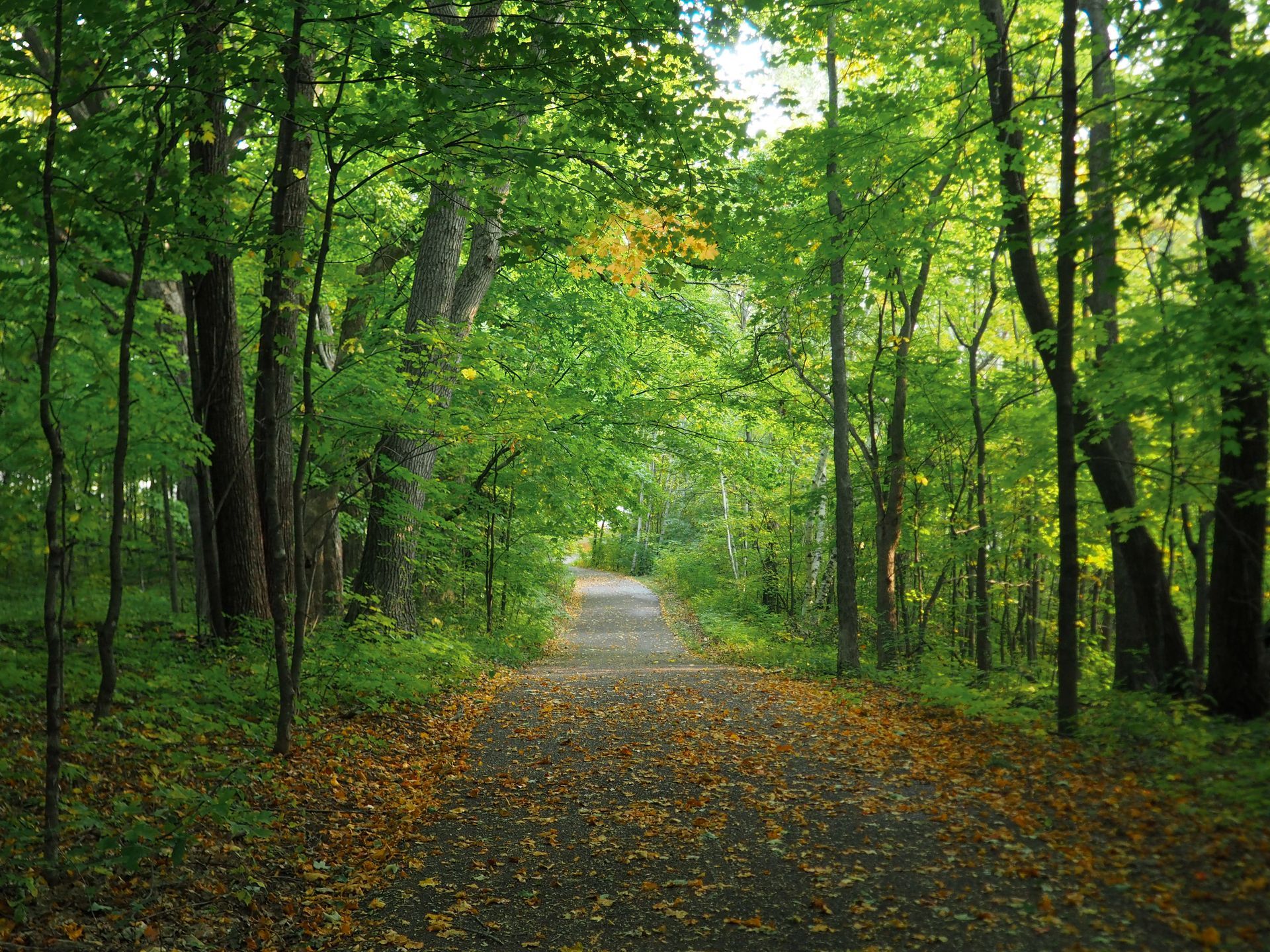A path in the middle of a forest with leaves on the ground