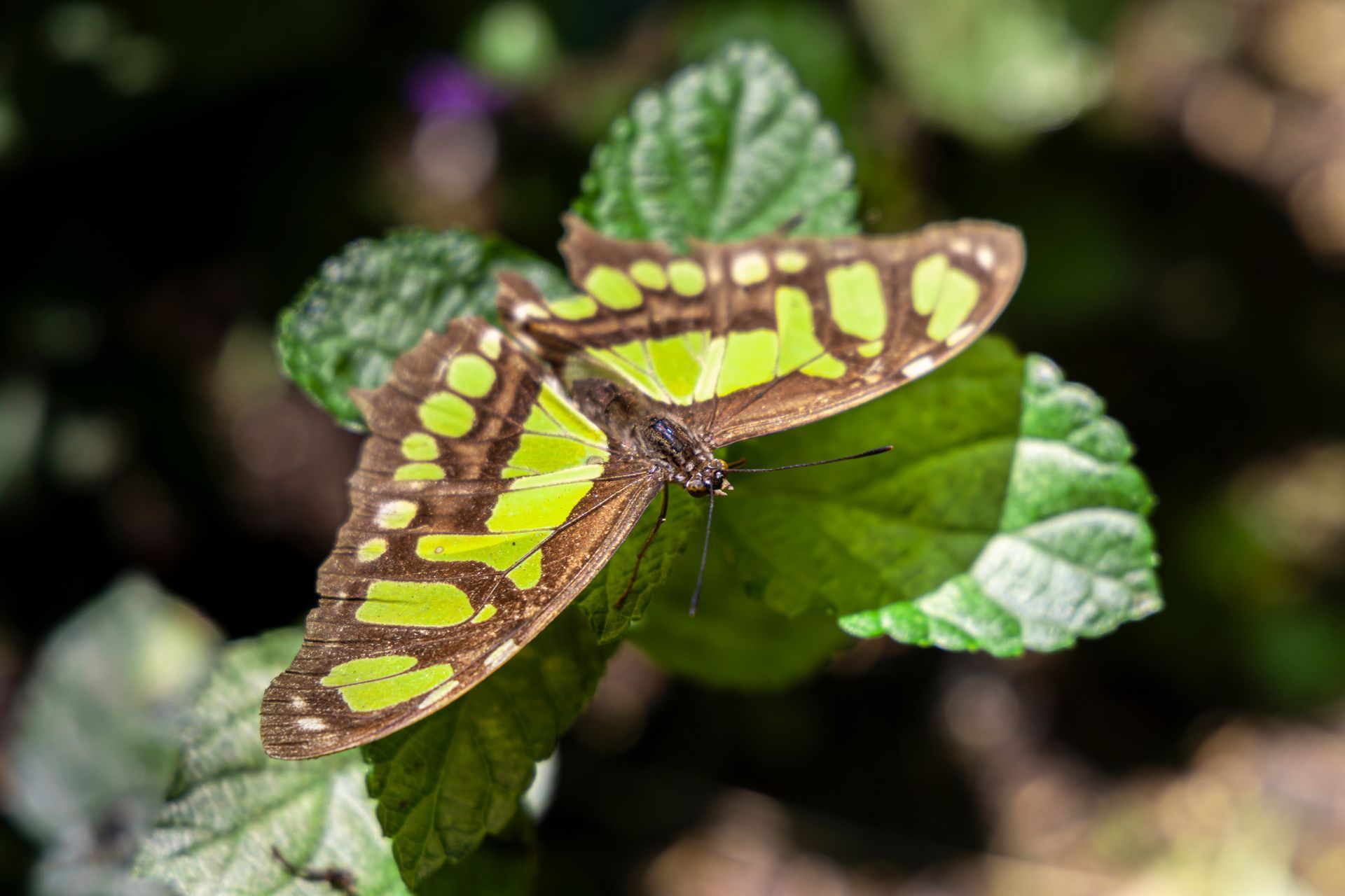 A butterfly is sitting on a green leaf.