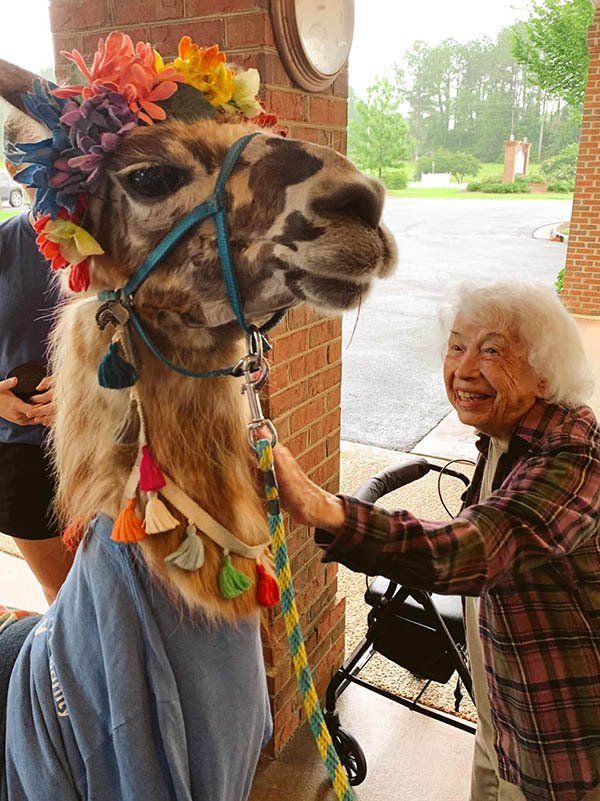 Elderly woman smiles while petting a llama wearing a flower crown and tassels.