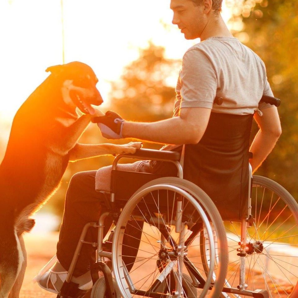Man in wheelchair, petting a dog outdoors. Golden sunlight.