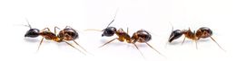 close up three ant on white background.