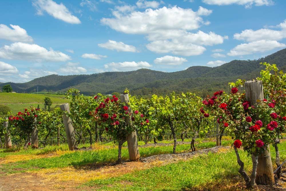 A Vineyard With Roses Growing On The Vines — Lake Macquarie Caravan Repairs In Cessnock, NSW