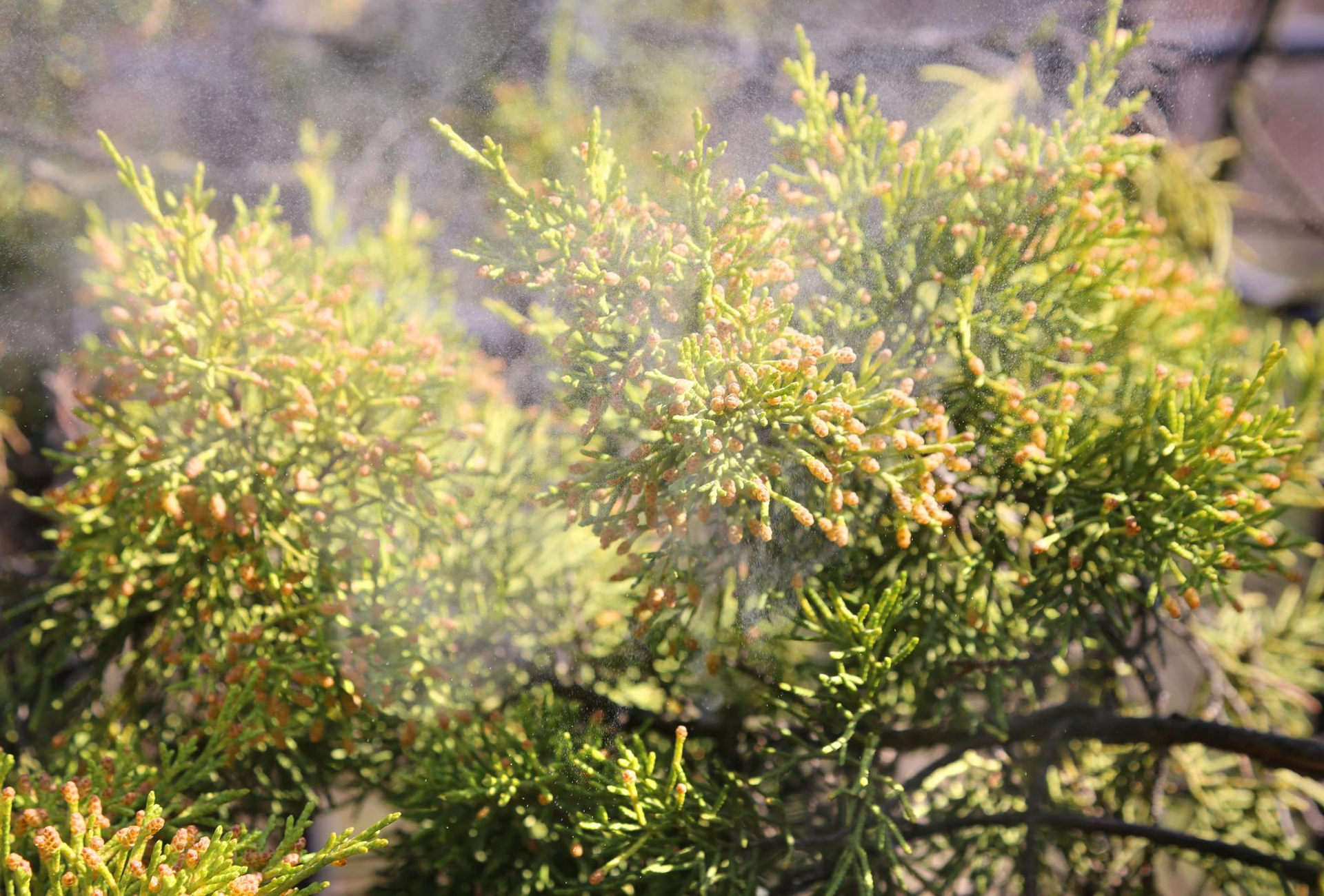 Pollen from mountain cedar trees is causing seasonal allergy symptoms.