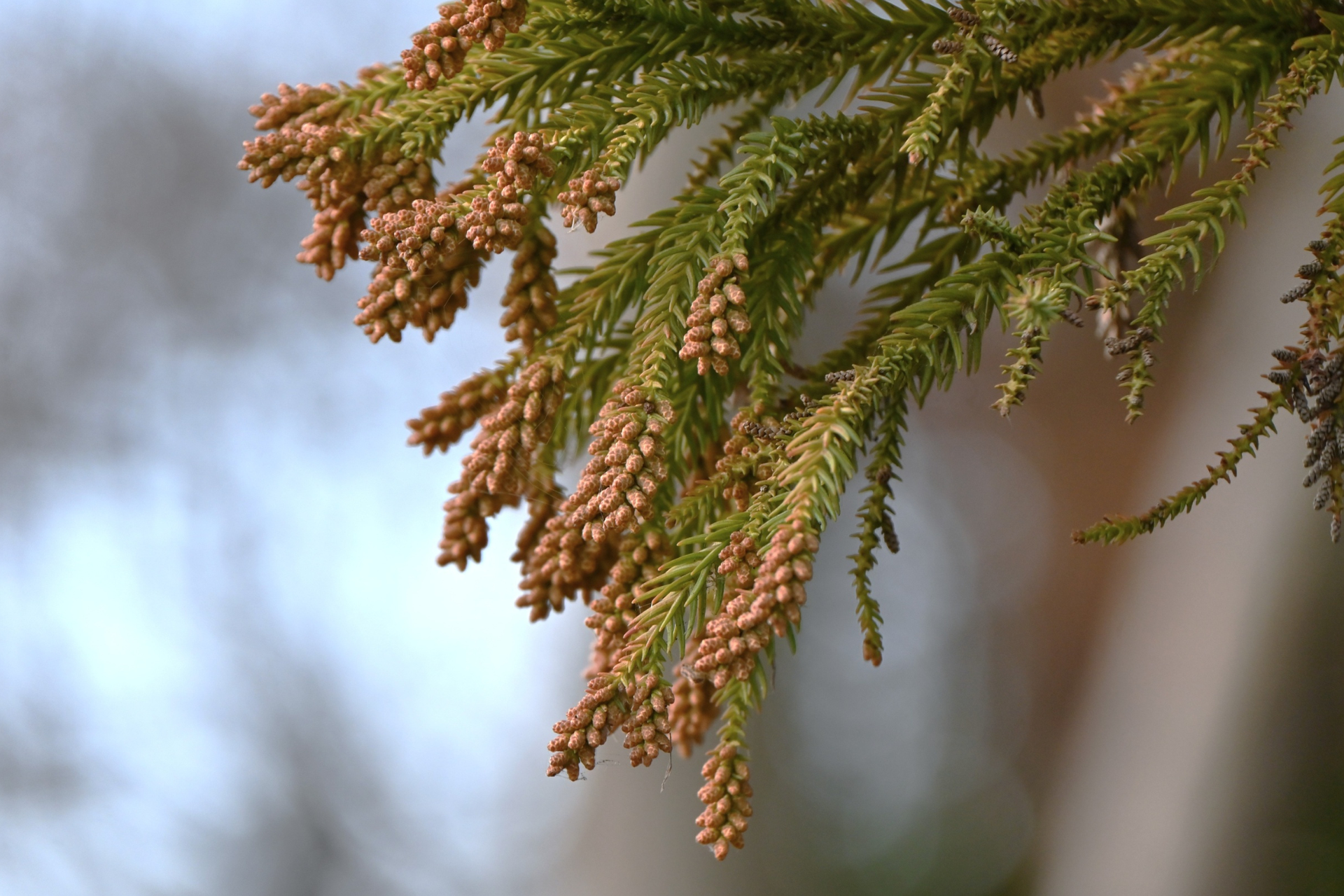 A person stretches joyfully in nature, finally feeling asthma relief. 