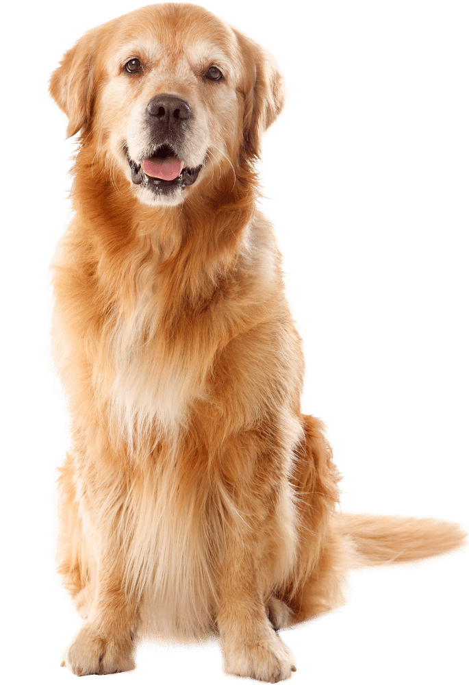 A golden-colored dog sitting against a white background with its mouth slightly open and a friendly expression.