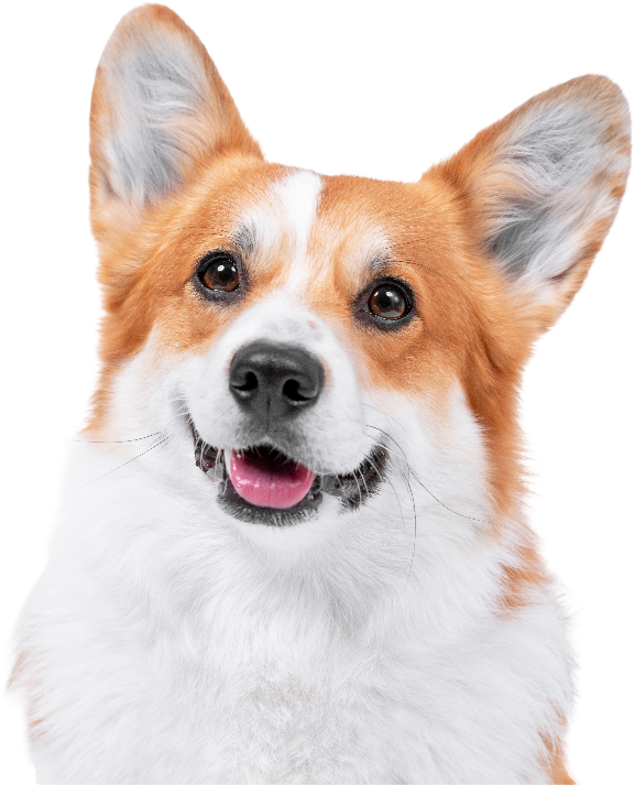 Cute Corgi