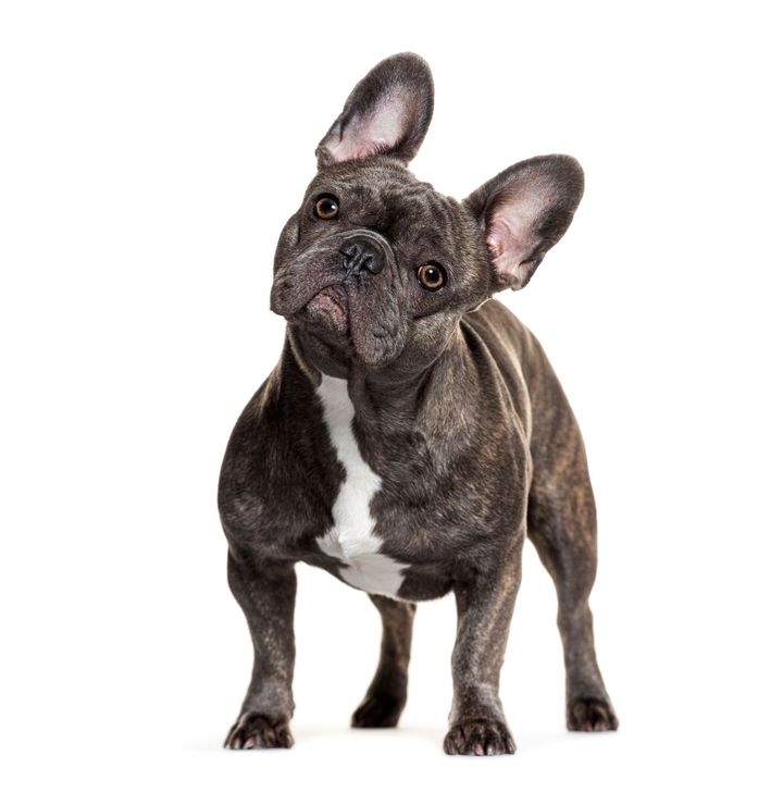 French Bulldog