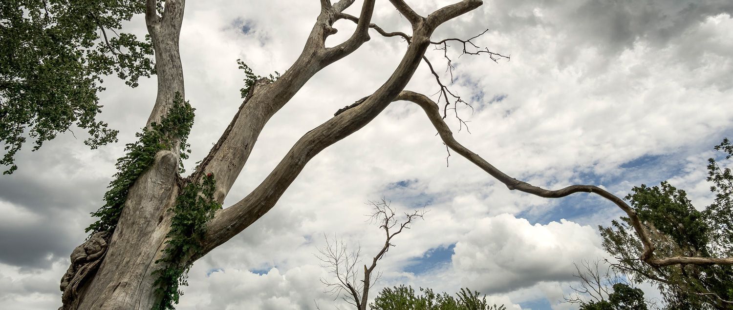 Dangerous dead tree that is leaning with ivy growing up the trunk