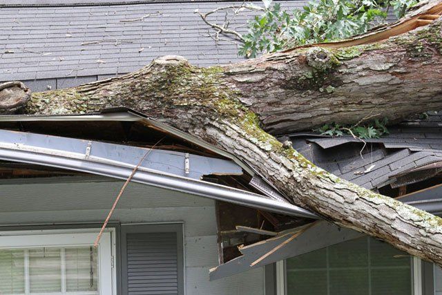 A large tree that has fallen onto the roof of a house causing significant damage