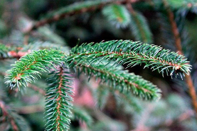 Close up of a Fir tree branch highlighting the needles